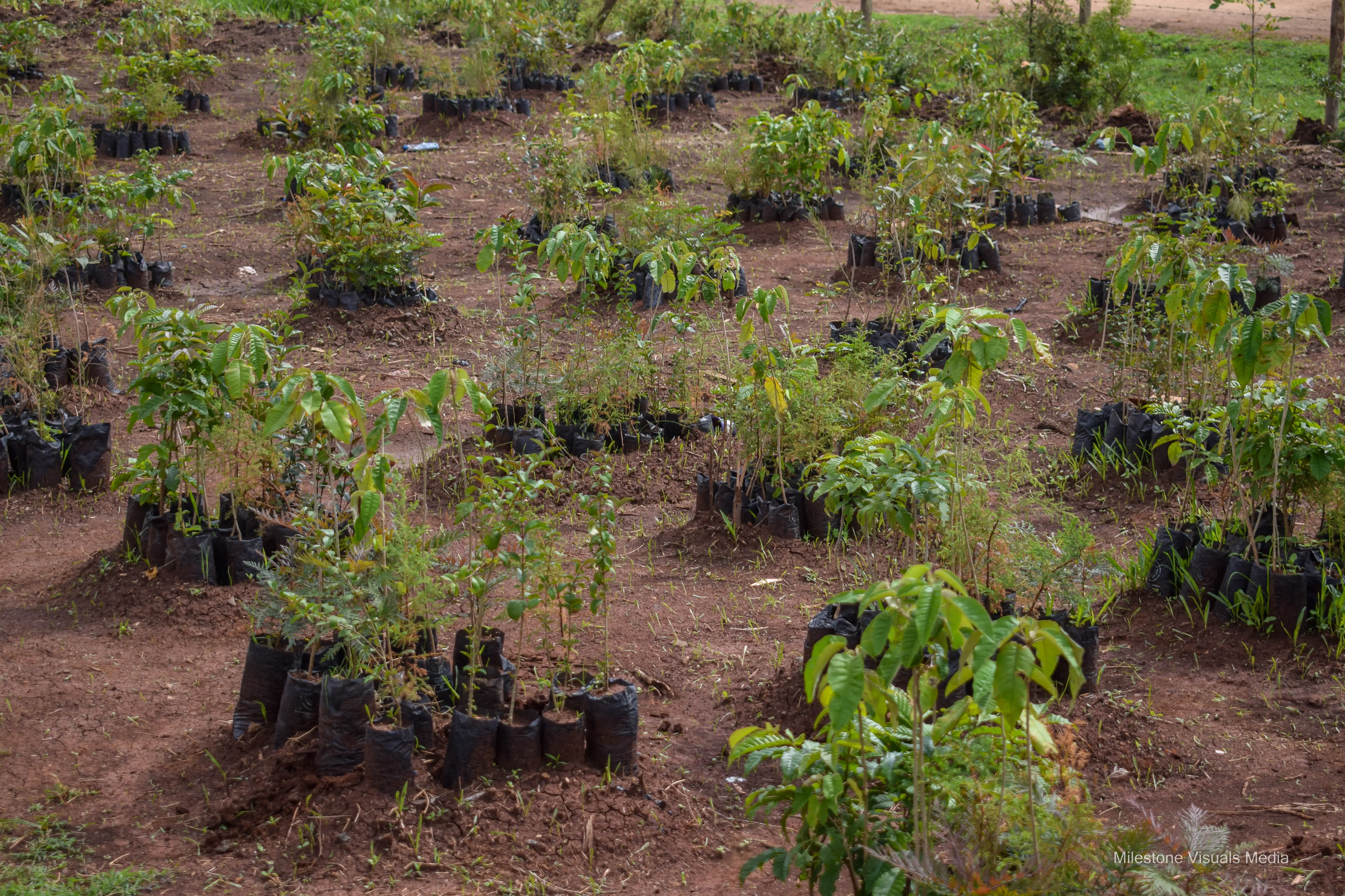 Nursery Tree Day